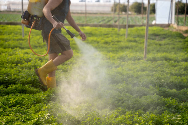 Best Pest Control Near Me  in New River, AZ