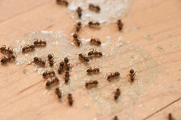 Trusted New River, AZ Pest Control Experts