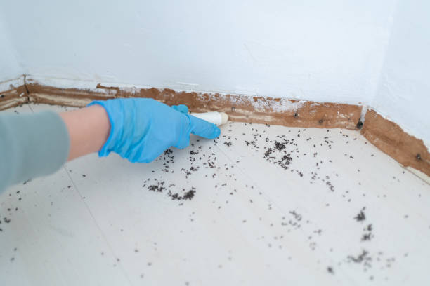 Best Bed Bug Extermination  in New River, AZ