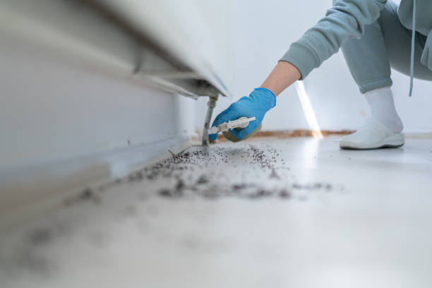 Best Mosquito Control Services  in New River, AZ